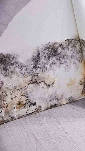 Black mould spreading up an interior wall above the skirting board