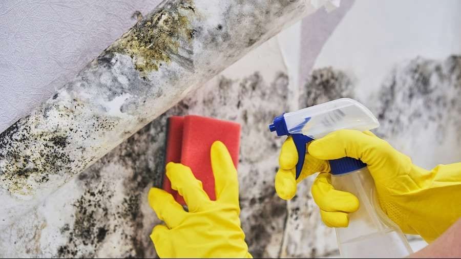 Gloved hands scrubbing black mould from a wall with a sponge and spray bottle