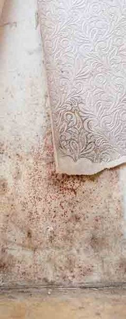 A mould-stained wall with the wallpaper peeled away
